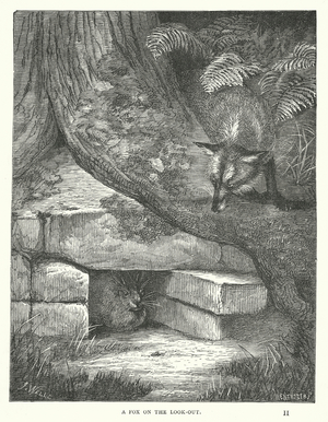 A Fox on the Look-Out (engraving)