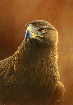 Golden eagle, 2014 (acrylic on board)