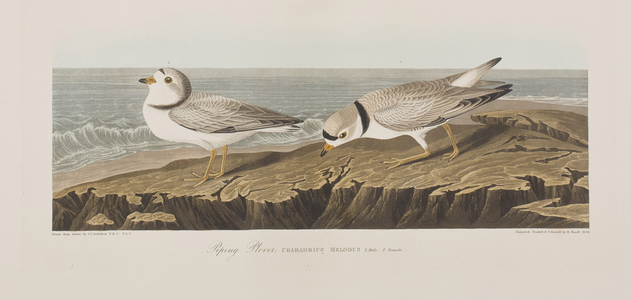 Illustration from 'Birds of America', 1827-38 (hand-coloured engraving & aquatint)