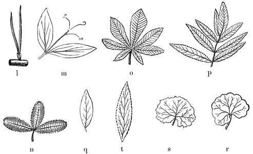 Leaf shapes