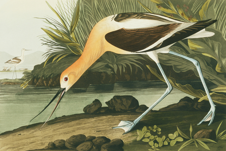 Recurvirostra americana, American avocet, Plate 318 from John James Audubon's Birds of America, original double elephant folio, 1827-30 (hand-coloured aquatint)