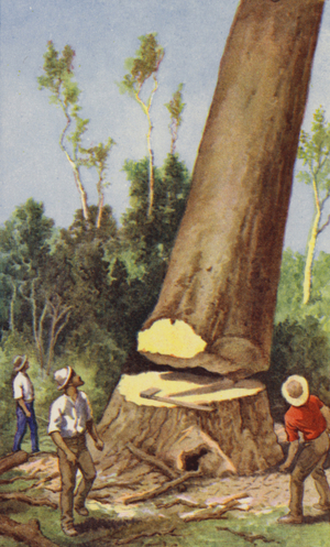 Felling a kauri pine (colour litho)
