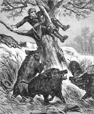 Man Attacked by Peccaries South America, 1880 (engraving)