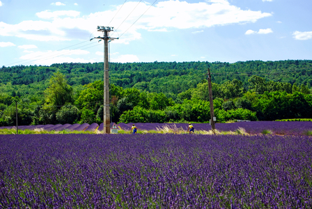 Lavender fields