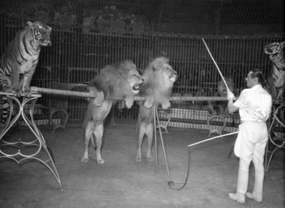 Circus program with predators, 1954 (b/w photo)