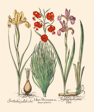 Various Iris Species and Mountain Lily (print)