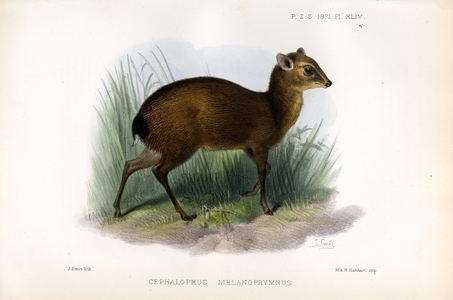 Black-backed Duiker (print)