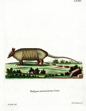 Nine-banded Armadillo (coloured engraving)