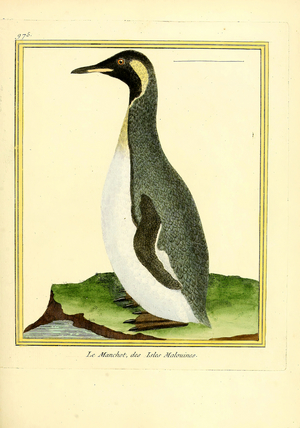 Falkland Islands Penguin (print)
