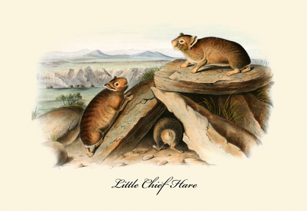 Little Chief Hare