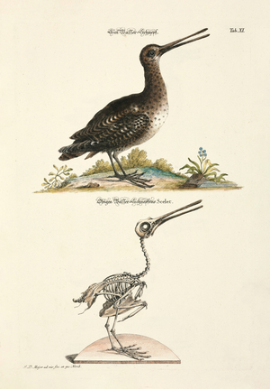Black-tailed Godwit and its Skeleton, 1748 (hand-coloured copper engraving)