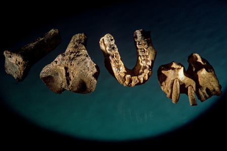 bone fragments, Allia Bay stie, Turkana, Africa; Tibia from Australopithecus anamensi…, 1995 (photo)