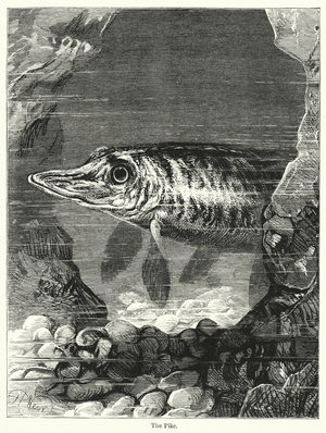 The Pike (engraving)
