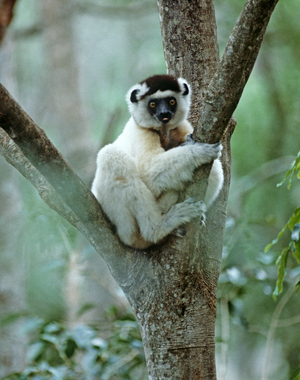 Sifaka Lemur, Madagascar, East Africa, Africa (photo)