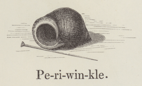 Periwinkle (engraving)