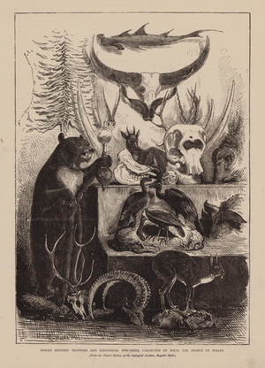 Indian Hunting Trophies and Zoological Specimens, Collected by HRH The Prince of Wales (engraving)
