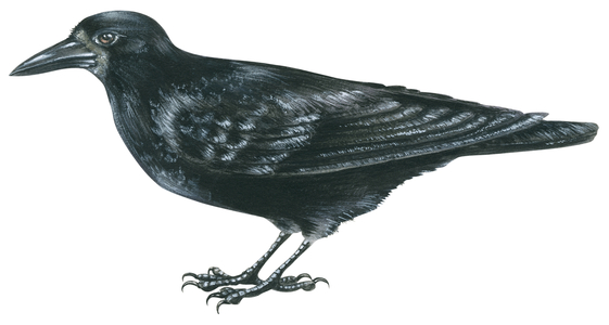 Rook