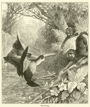 The Toucan (engraving)