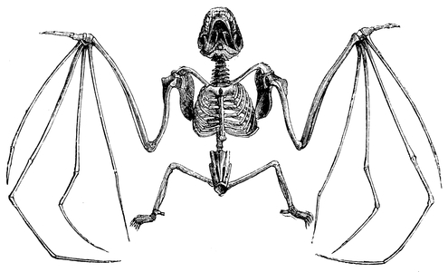 Bat: skeleton
