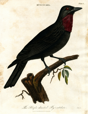 Purple-throated Flycatcher (Muscicapa), 1810 (print)