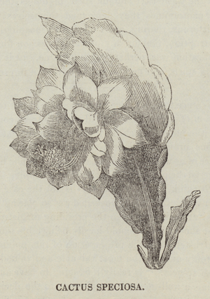 Cactus Speciosa (engraving)