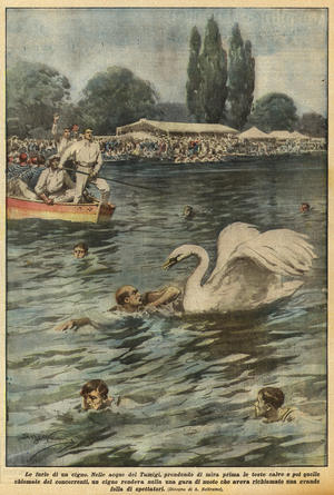 The fury of a swan (Colour Litho)