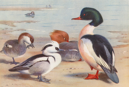 Smew (male and female), Goosander (male and female) (colour litho)