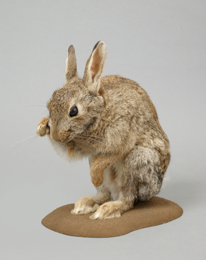 Oryctolagus cuniculus (taxidermy)