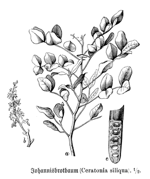 Carob