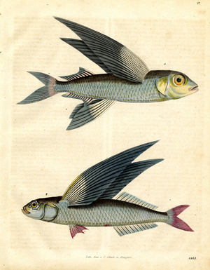 Tropical Flying Fish in the Sea (litho)