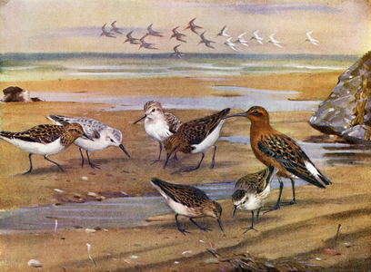 Sanderlings in summer and winter plumage (left), Curlew-sandpiper in summer plumage (right), and Little-stints in … (colour litho)