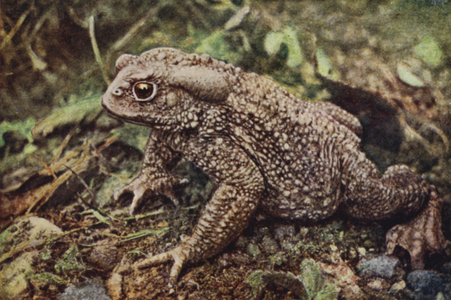 Common Toad, Bufo Vulgaris (coloured photo)