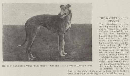 Mr G F Fawcett's "Farndon Ferry," Winner of the Waterloo Cup, 1902 (b/w photo)