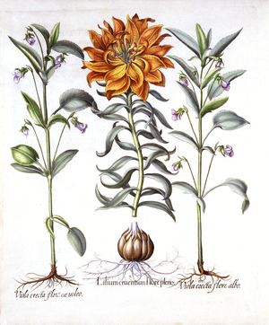 Fire Lily and Viola, from 'Hortus Eystettensis', by Basil Besler (1561-1629), pub. 1613 (hand coloured engraving)