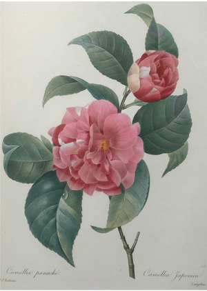 Japanese Camellia