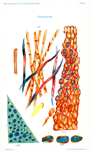 Cinnamon, Report of the Commissioner of Agriculture, US Dept of Agriculture, Illustration, 1888