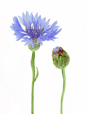 Cornflower (Watercolour on paper)
