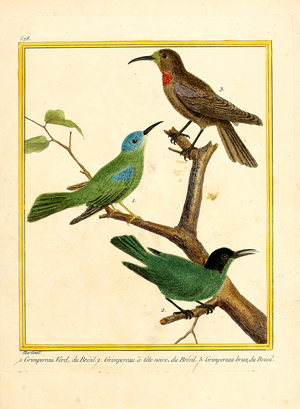 Brazilian Honeycreepers (print)
