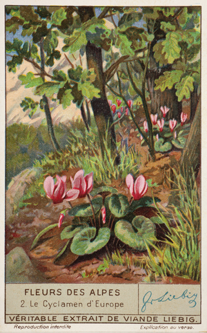 Liebig Chromos. Trade card. Series 1335, Alpine flowers II, no 2, Cyclamen.