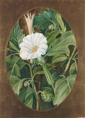 White-flowered thorn apple, 1878 (oil on board)