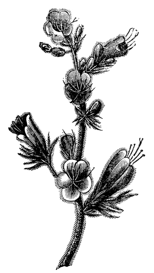 Echium