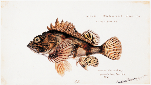 Scorpaena cardinalis  ( Red Scorpion fish), 1874 (w/c and graphite pencil on paper)