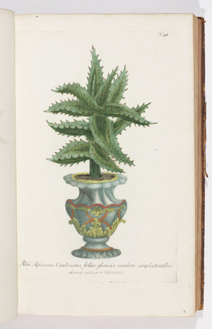 Aloe Africanam, 1737 (engraving)