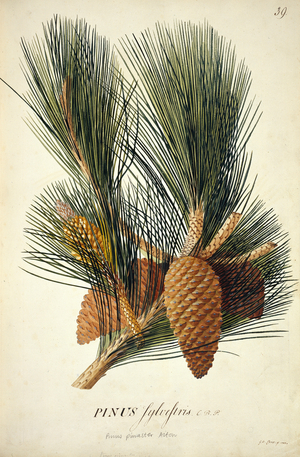 Pinus pinaster Aiton