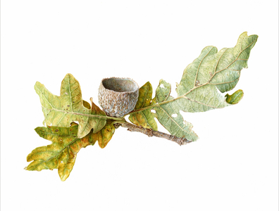 Acorn Cup