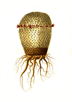 Lanifera is a species of plant in the genus Mammillaria in the cactus family (Mammillaria), cactus