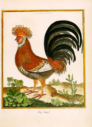Crested Rooster (print)