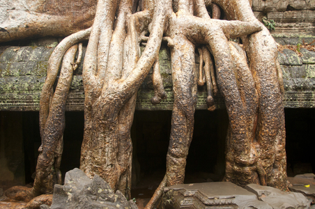Cambodia: Ta Prohm with its famous trees growing over the ruins, Angkor