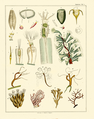 Microscopic Representations of Lower Organisms (print)