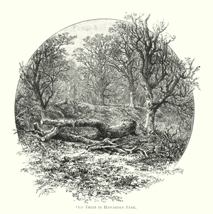 Old Trees in Hawarden Park (engraving)